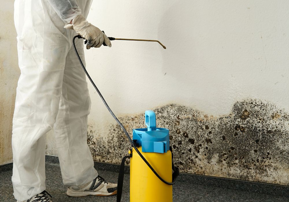 Professional mold removal spraying solution on black mold along wall.