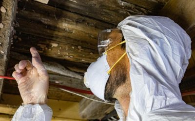 Your Crawl Space Might Be Why You Need a Mold Inspection in Chattanooga